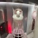 Achille Idol is present_phadicorbetta_01